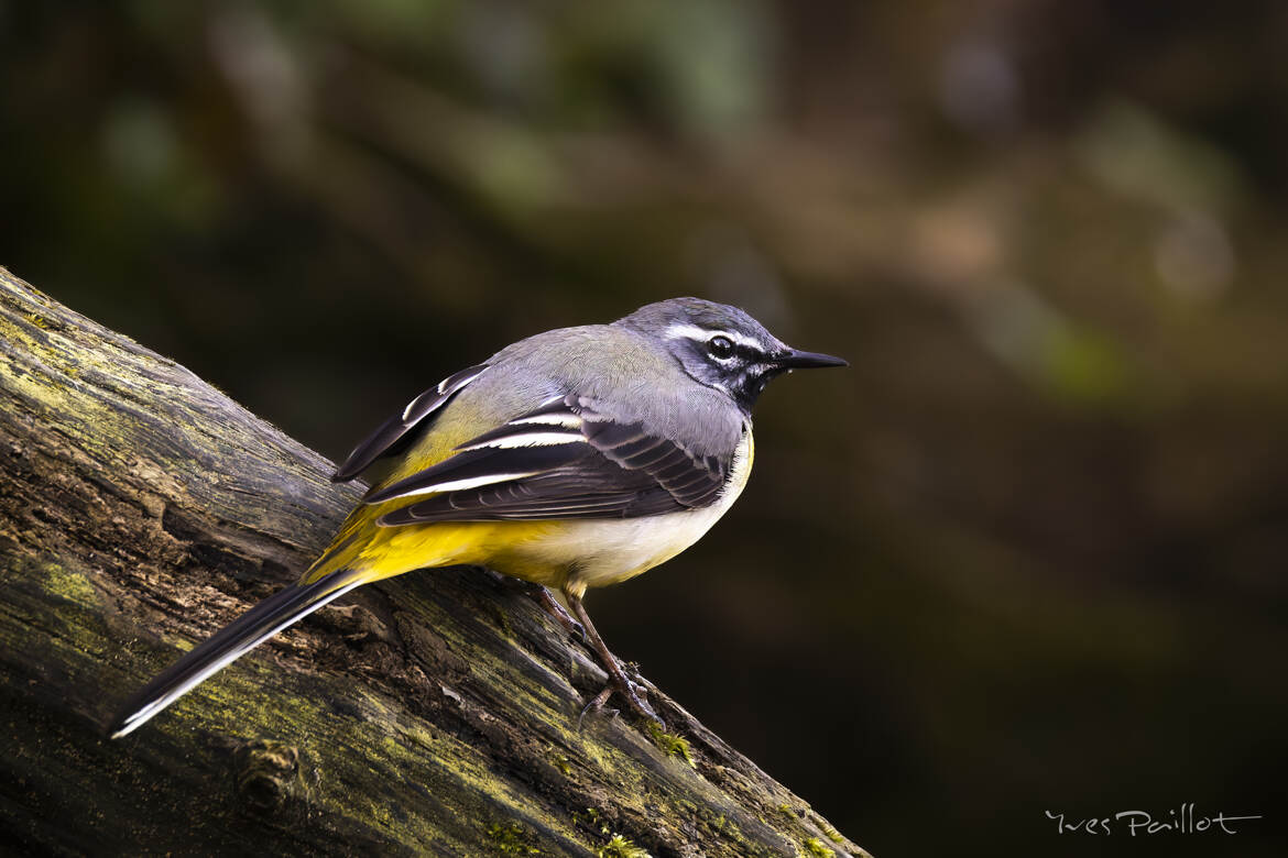 Bergeronnette des ruisseaux