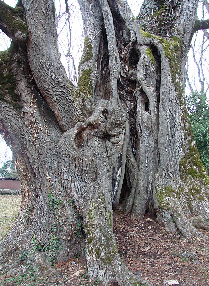 Au plus proche du tronc