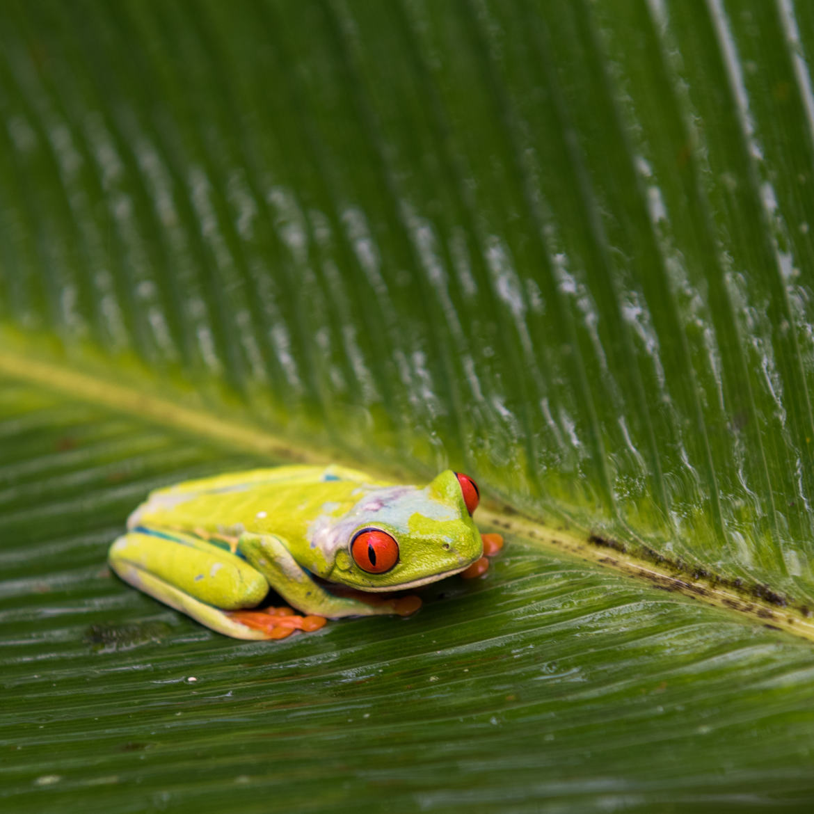 Emblème du Costa Rica