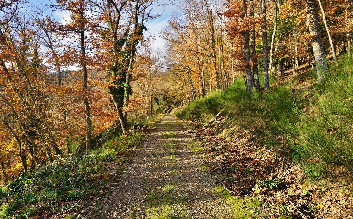 Sentier vosgien