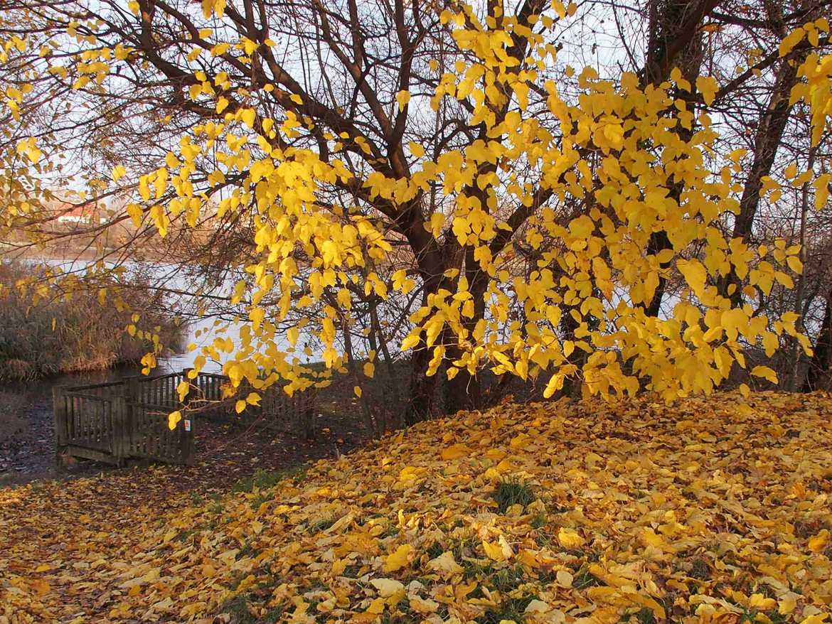 Feuilles d'Automne