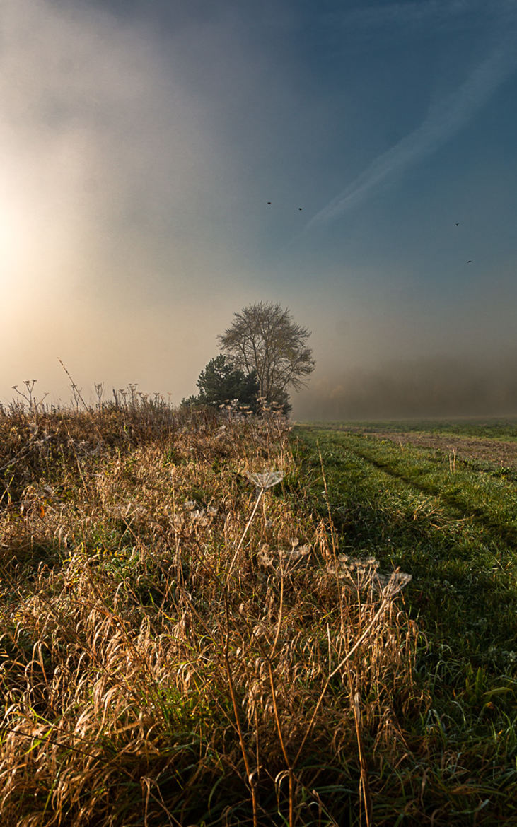 chemin chêne rond