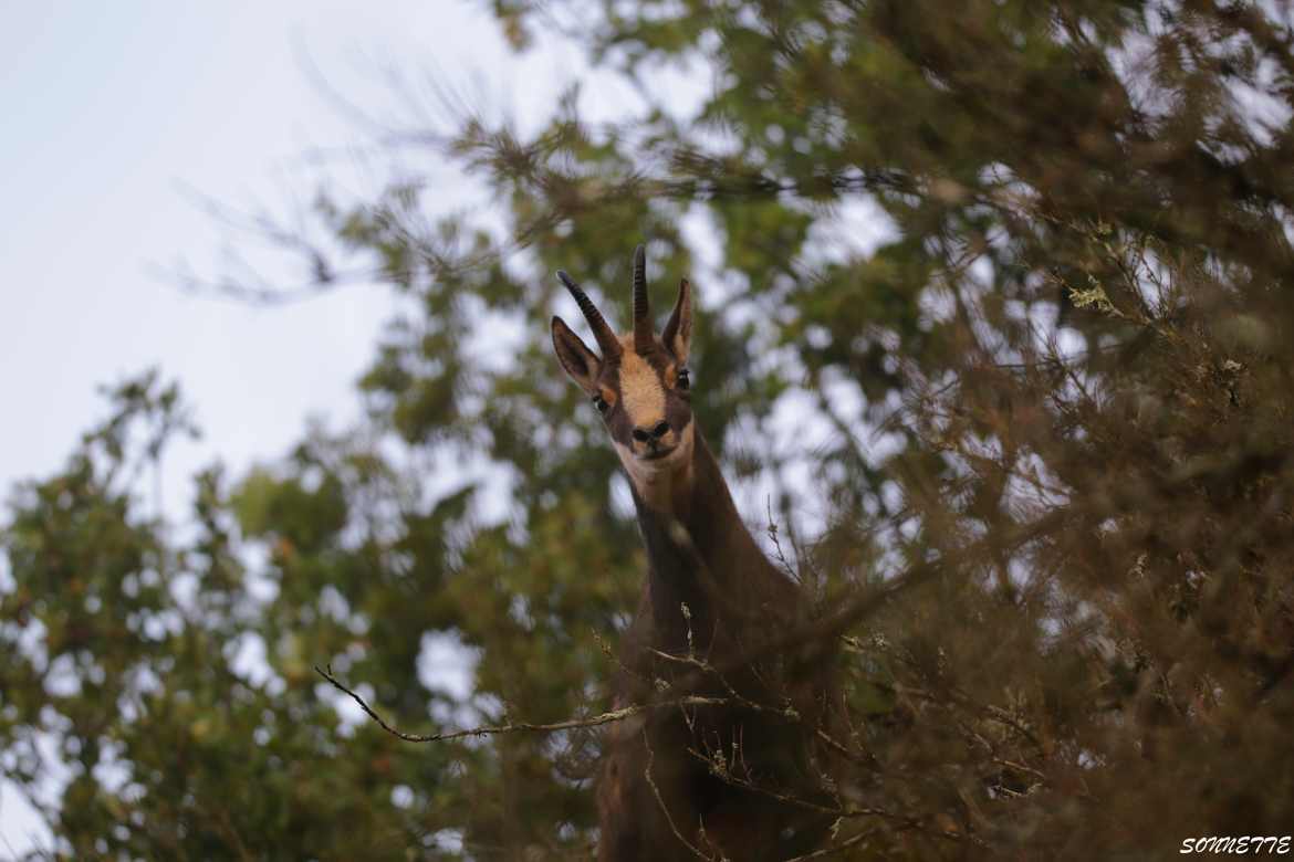 Chamois des bois