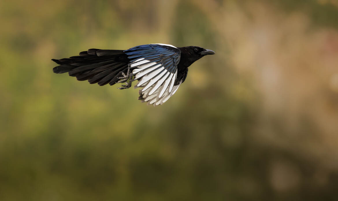 Je ne fais que passer