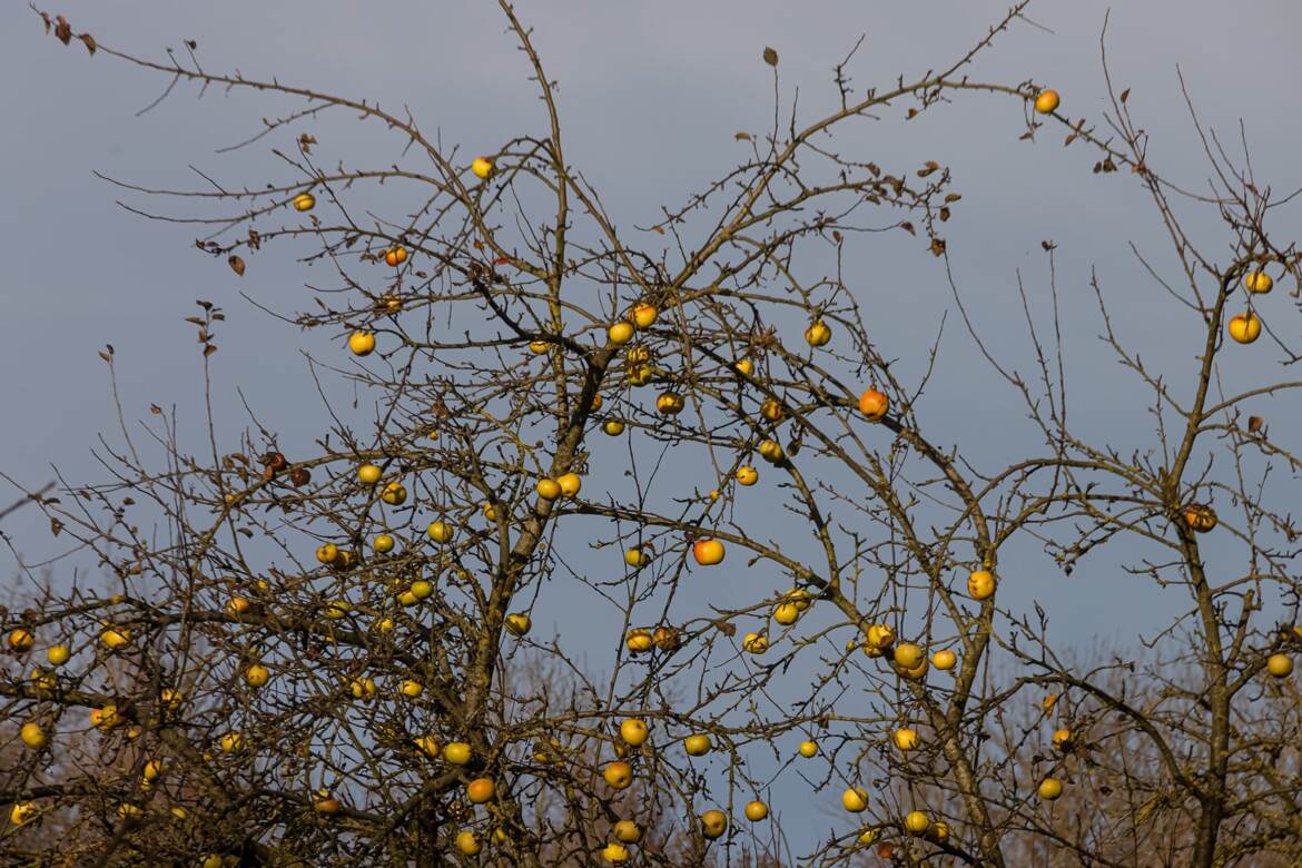 Verger d'hiver