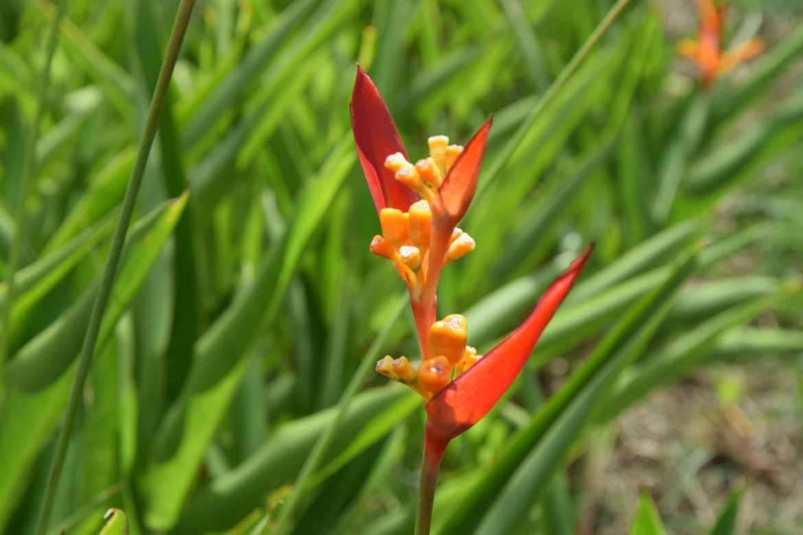 colibri