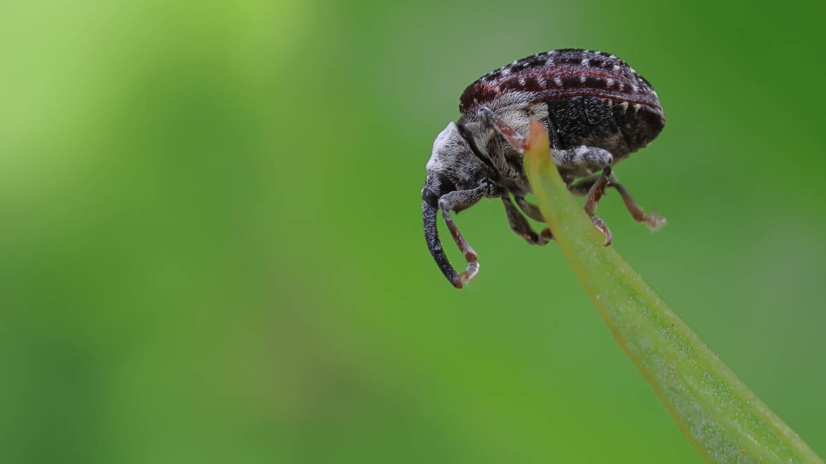 Perchoir à charançon