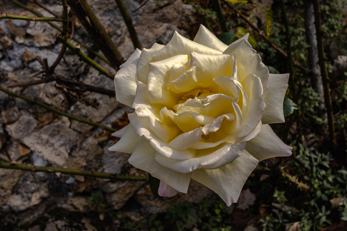 rose blanche d'automne