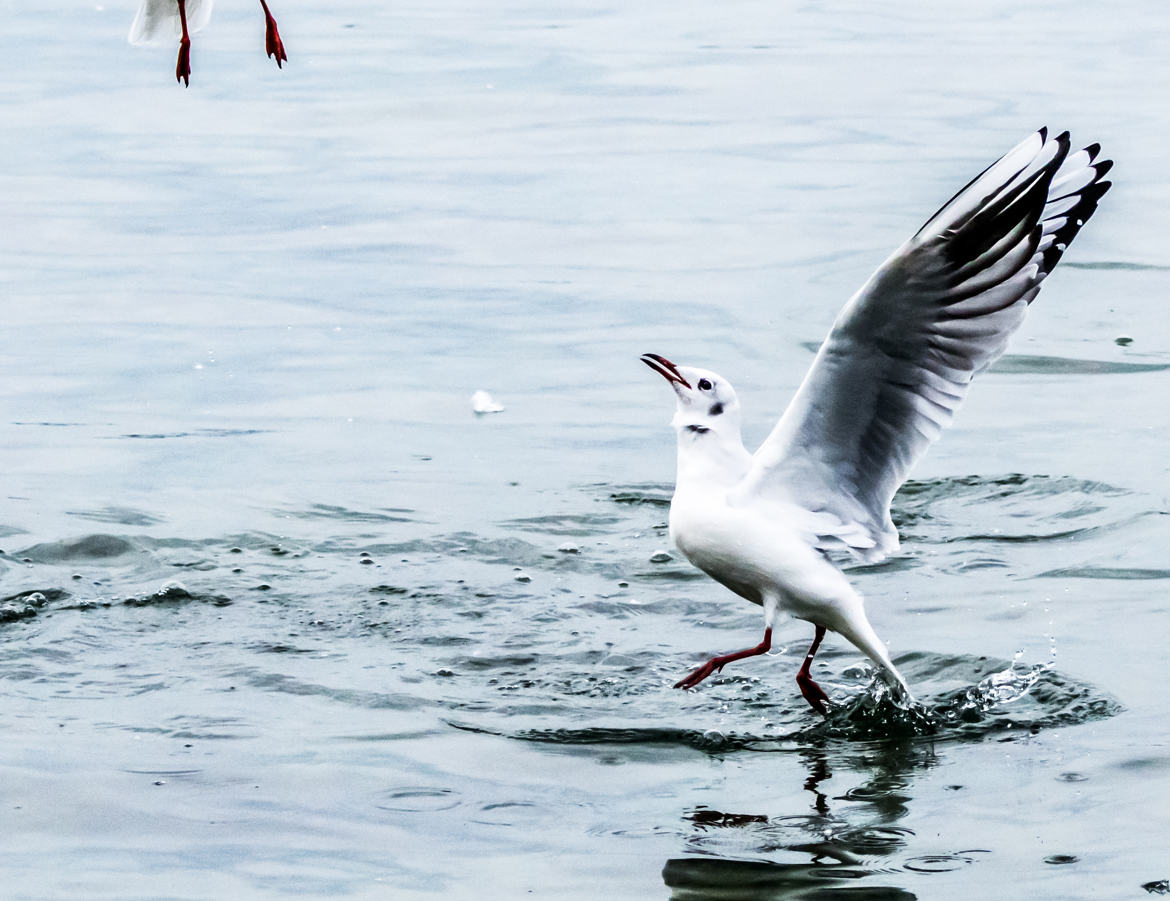 Marche sur l'eau