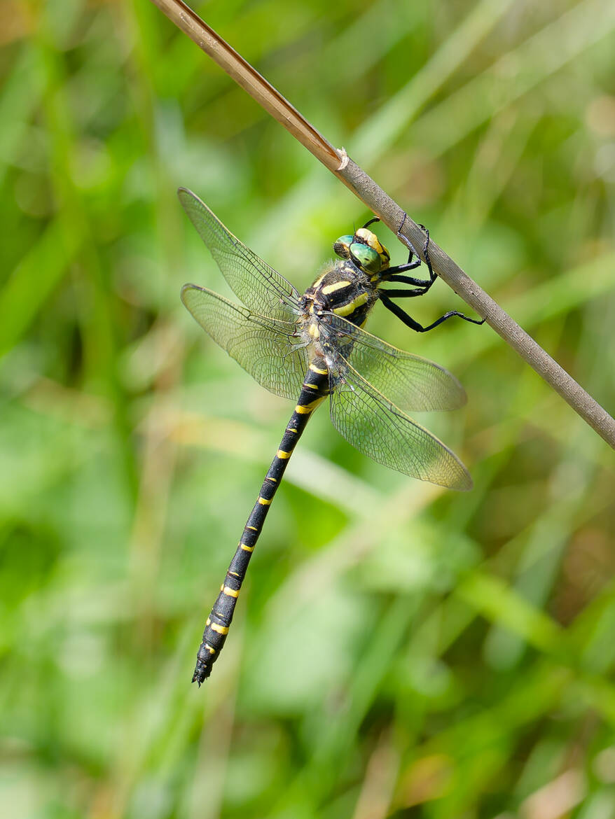 Le cordulegaster annelé