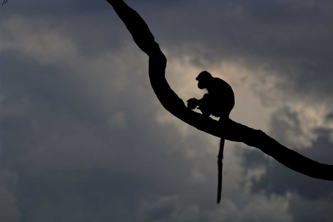 La pensée du singe