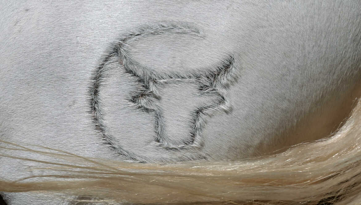 Marquage des chevaux en Camargue