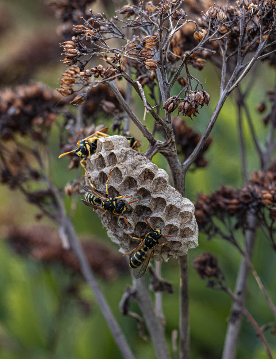 nid de guêpes en formation