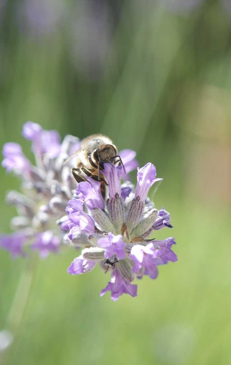 l'abeille amoureuse de la Provence en voyage à Nantes