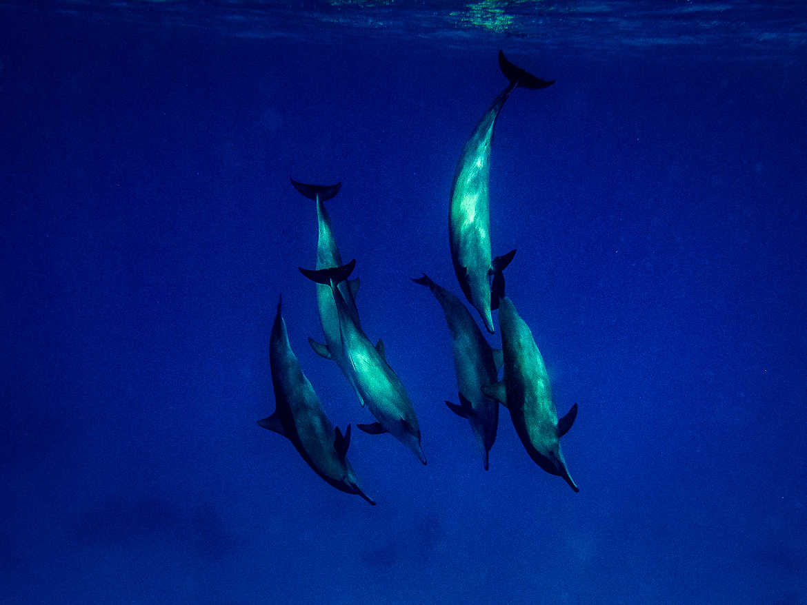Un ballet de dauphins