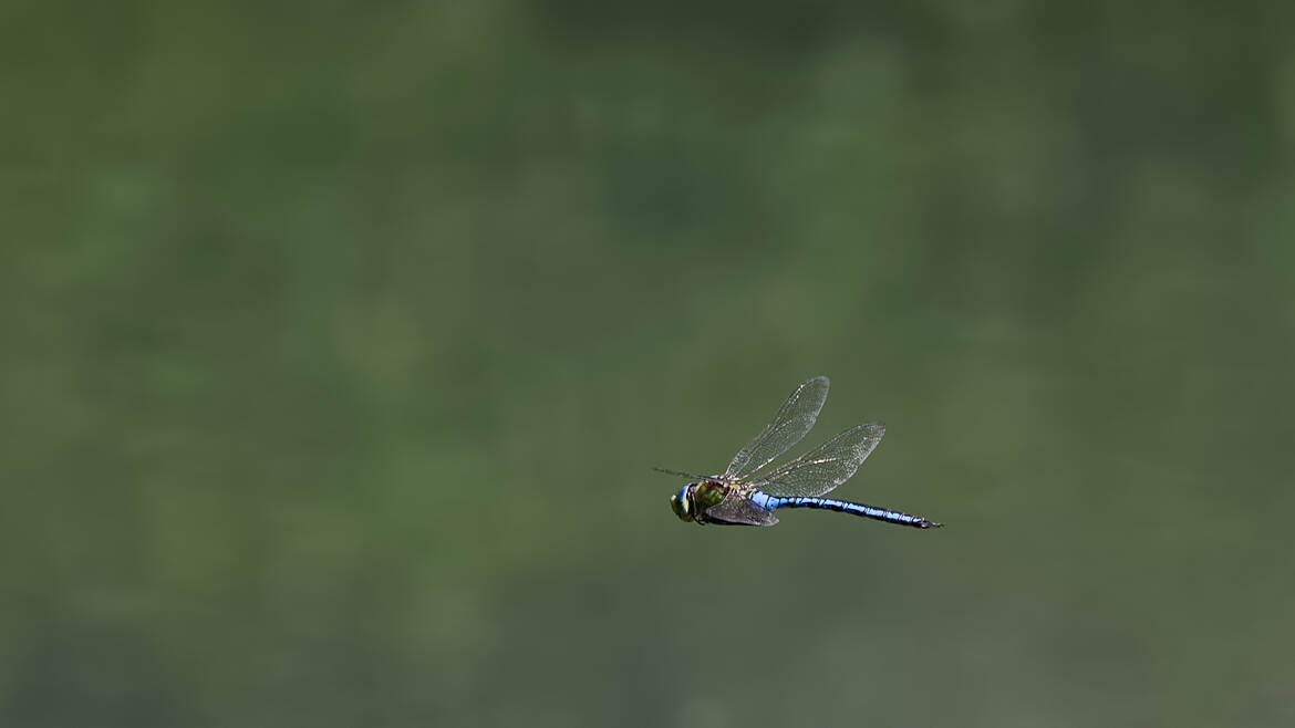 Je ne suis pas une mésange
