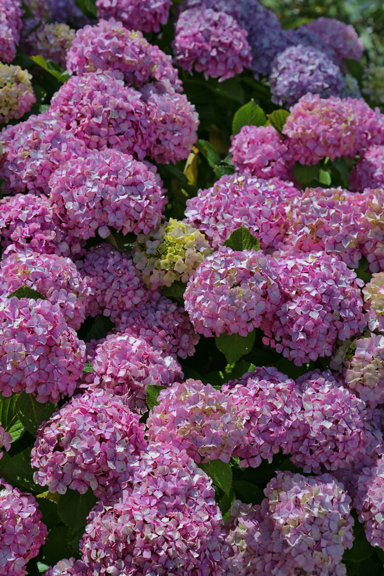 Avec l'hortensia,c'est l'été toute l'année!