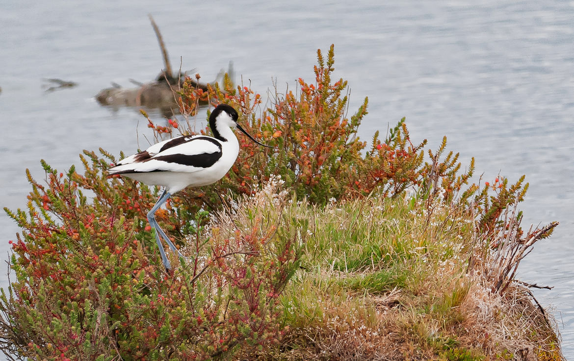 MARAIS SALANTS