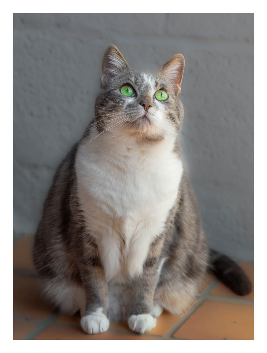 Notre adorable chat !