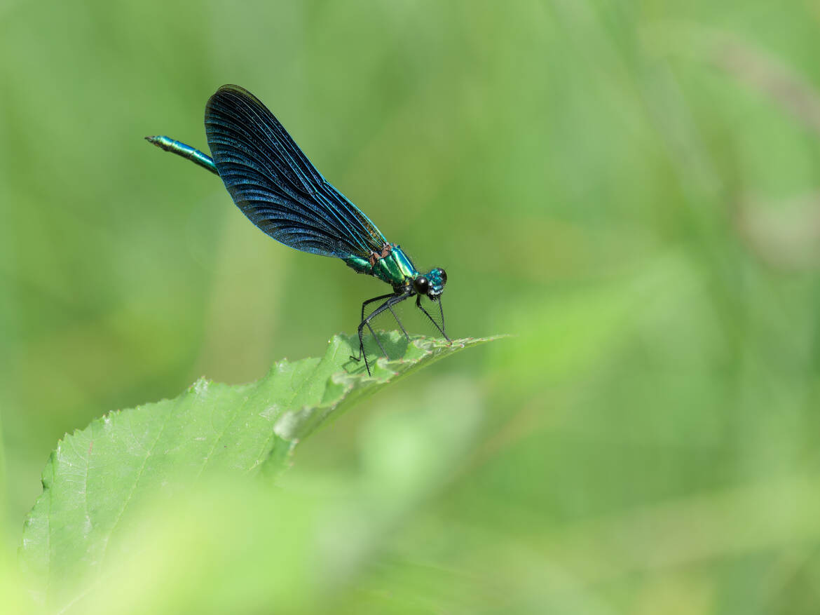 Belle demoiselle