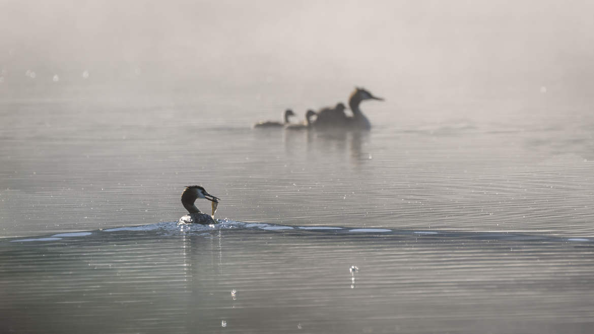 petit dejeuner sur l'eau