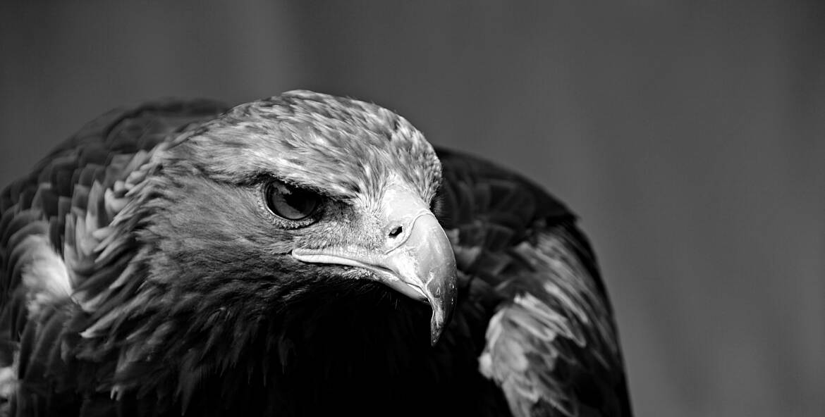 Rapace aux aguets N&B