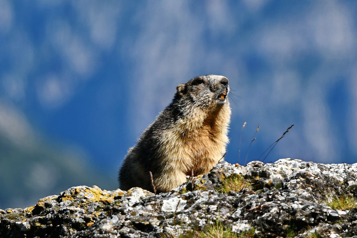 marmotte 3, c'est promis j'arrête!