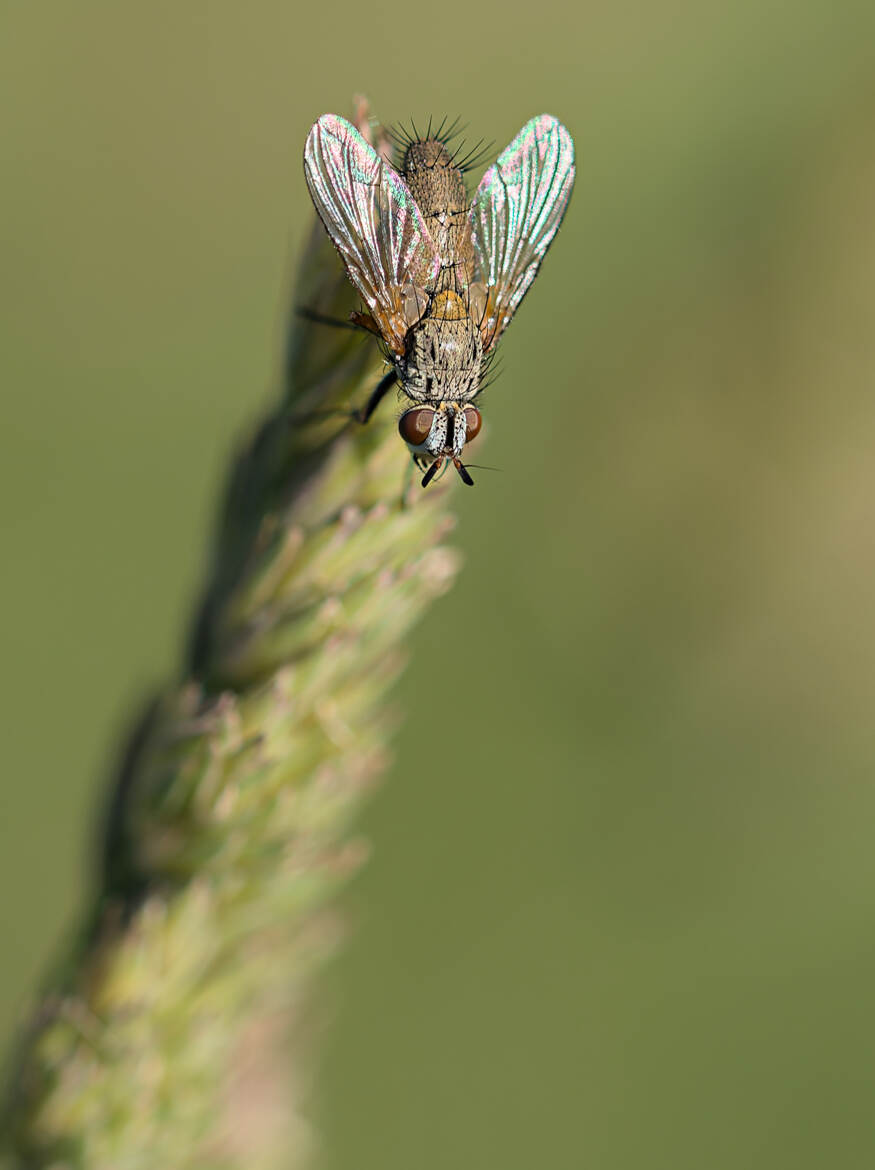 Poil au... ce que vous voudrez