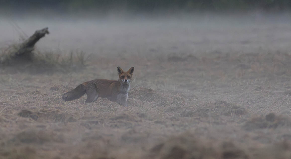 Apparition dans la brume