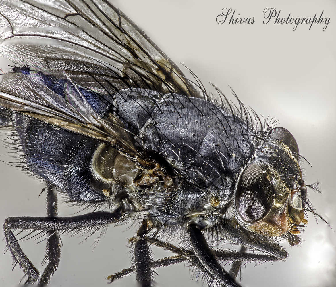 House Fly / Mouche