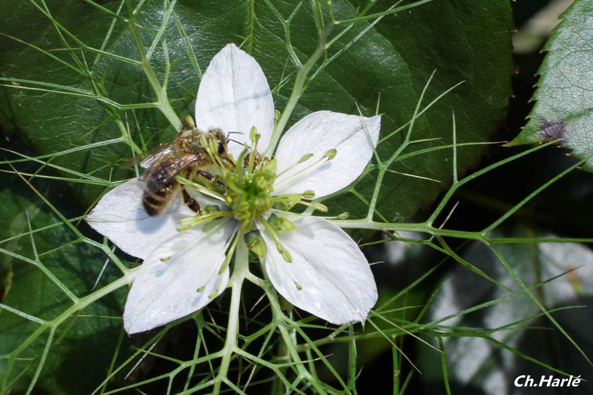 Nos abeilles