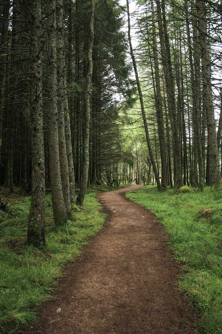 Sous Bois Ecossais