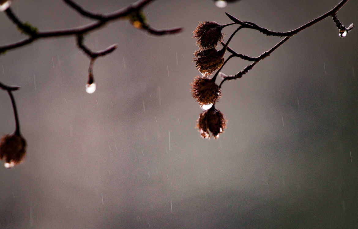 à  l'affut sous la pluie