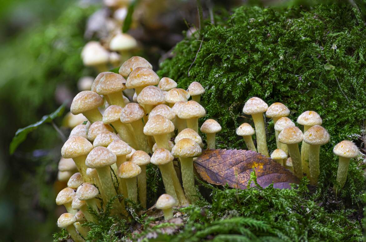 Forêt de champignons !!