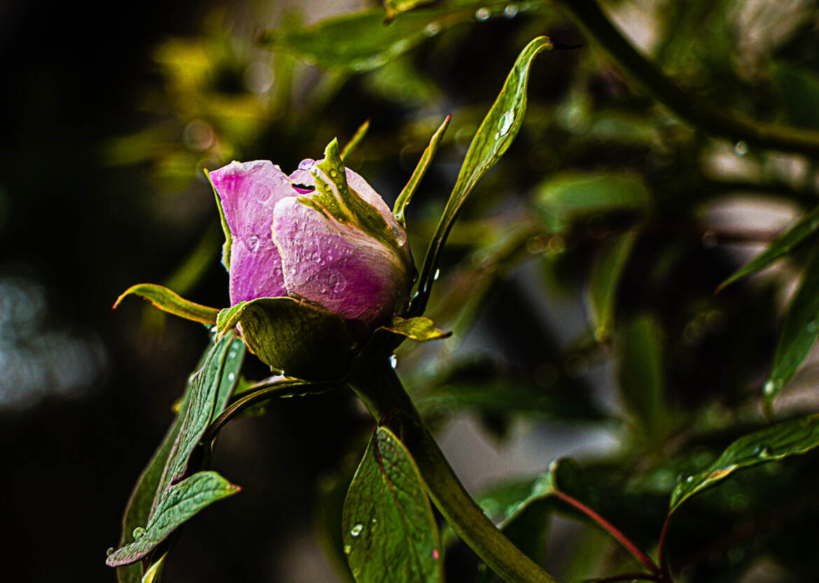 bouton pivoine