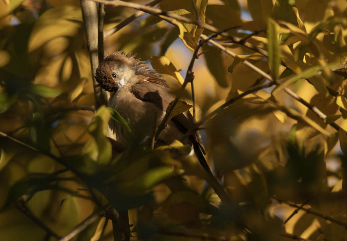 "Sous la lumière douce"