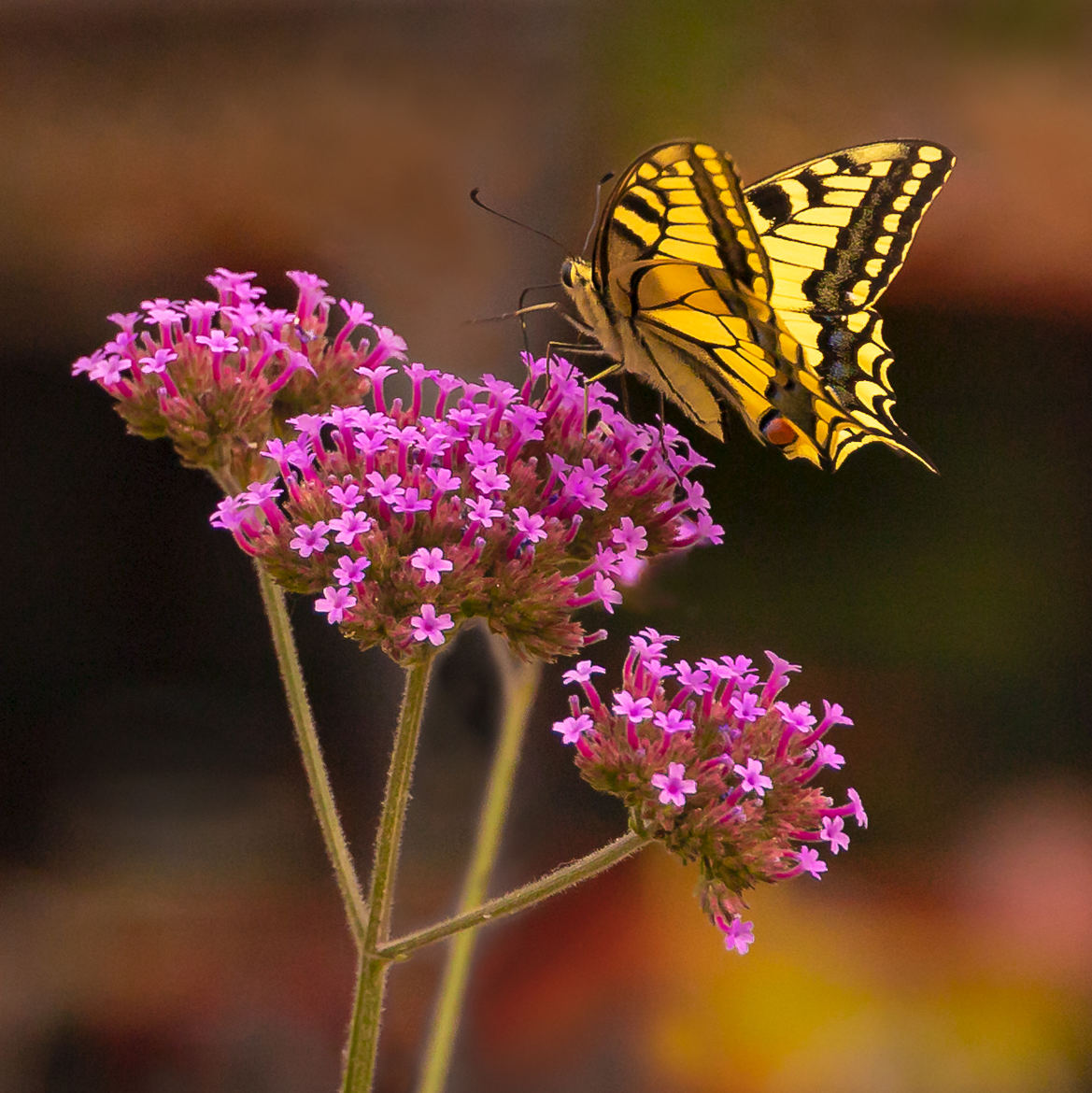 Encore un papillon...
