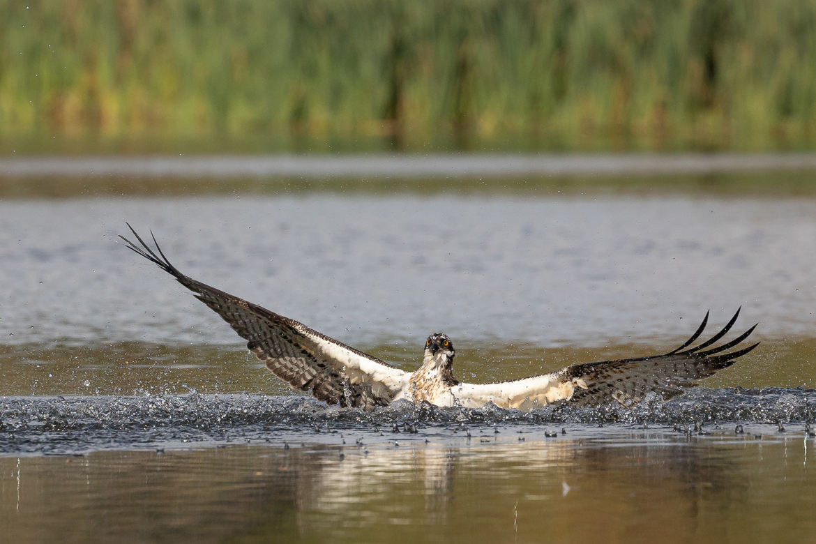 Sortie de l'eau , Balbuzard pêcheur