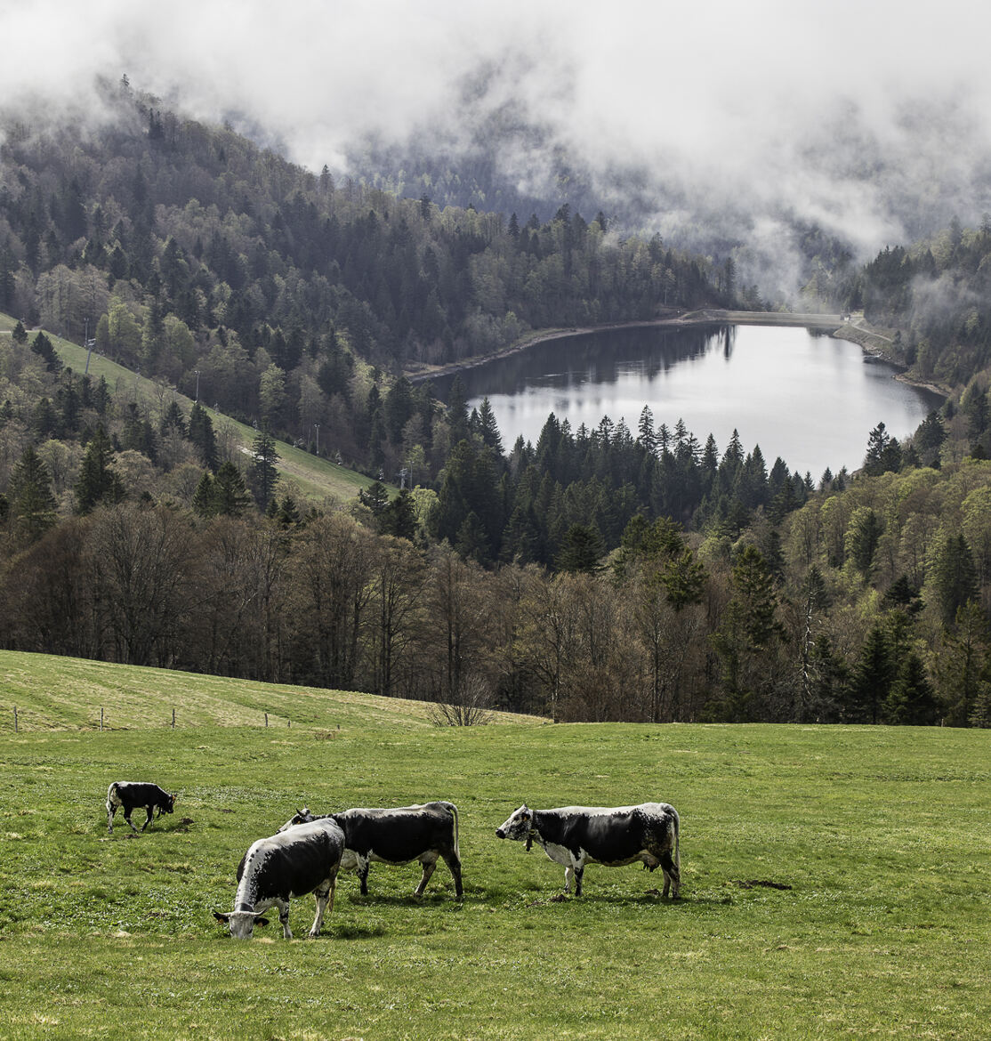 Vosgiennes dans la montagne Vosgienne