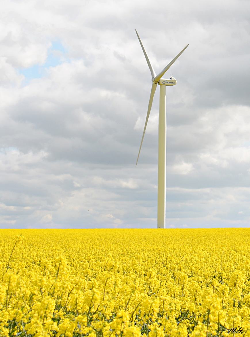 Éolienne aux pieds de Colza