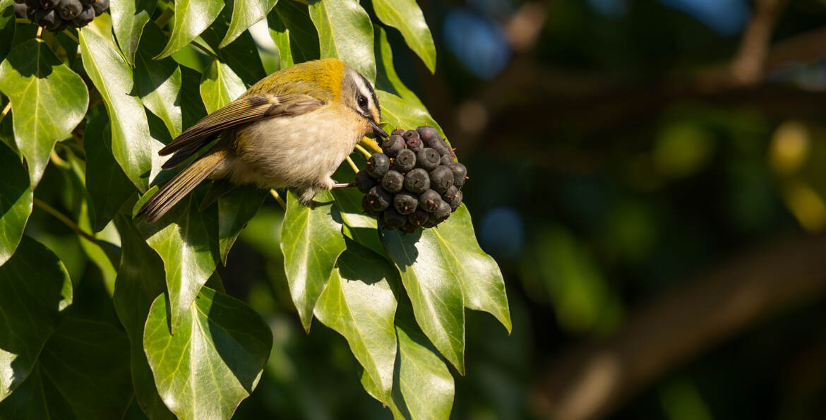 Roitelet à triple bandeau et les baies de lierre