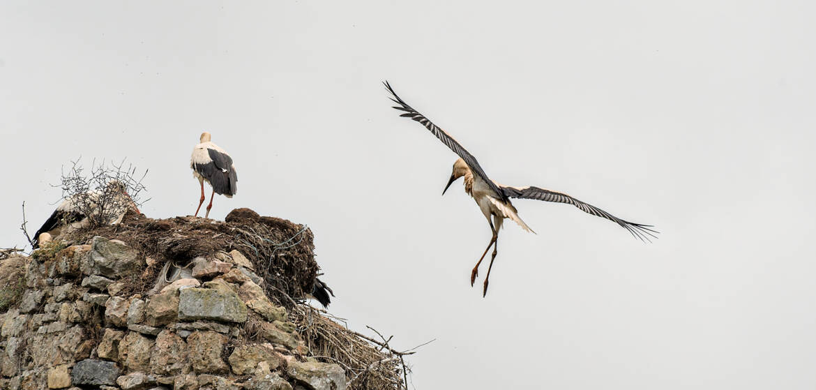 Attention, j'arrive !