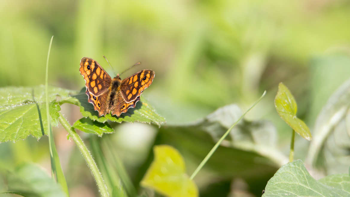 Papillon