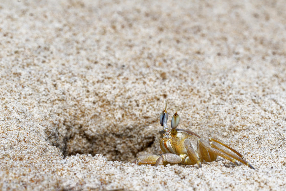 Crabe fantôme !