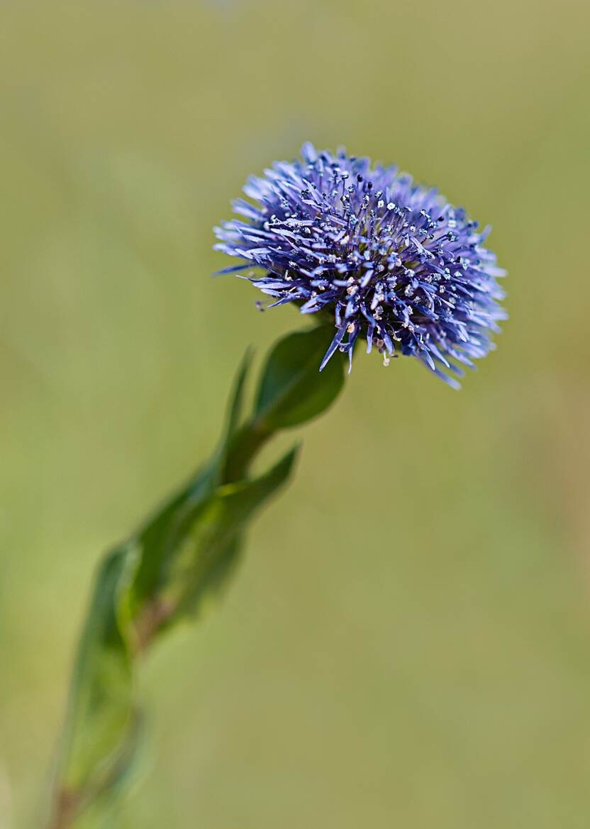 Globulaire ponctuée