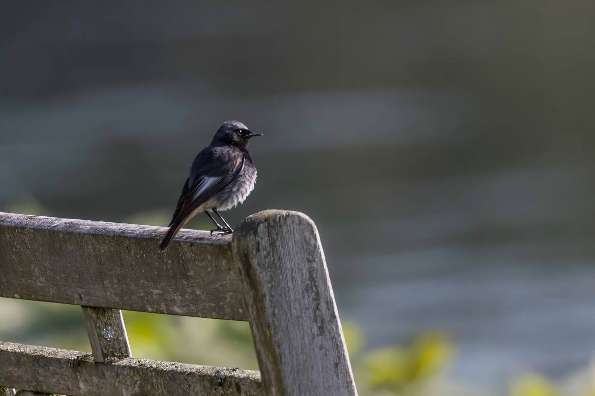 Posé sur le banc