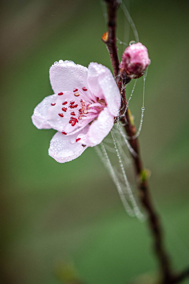 Future peche de vigne