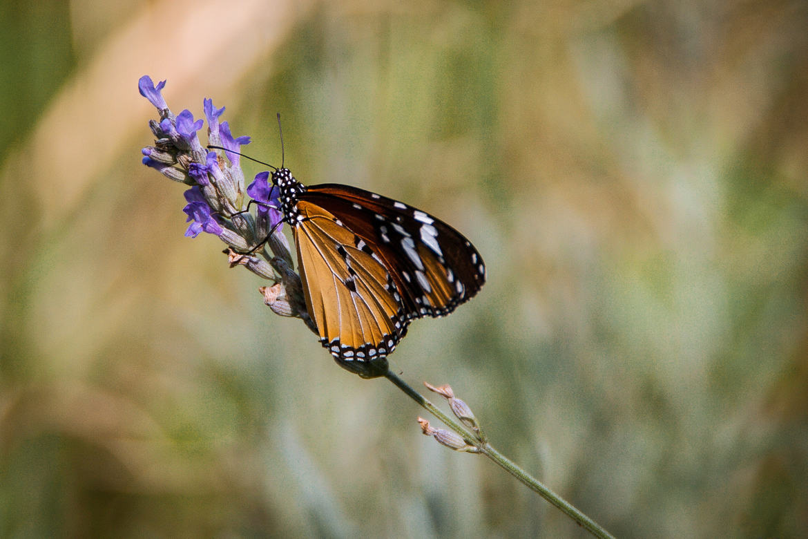 Papillon