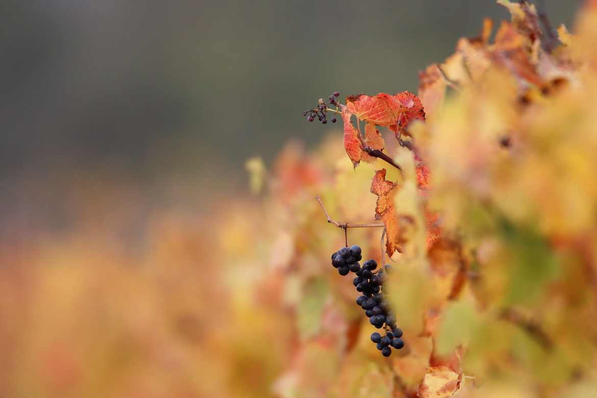 Grisemotte en Beaujolais