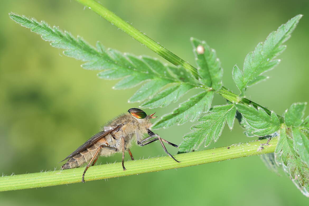 Taon (Tabanus glaucopis)